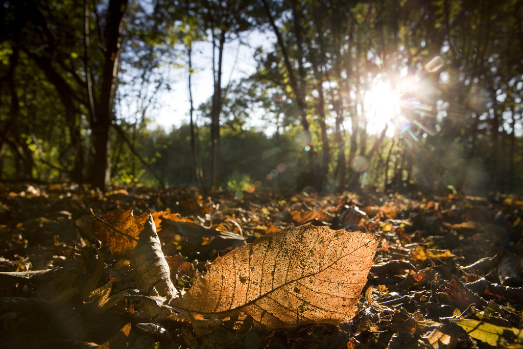 #GoOutside autumn woodland scene